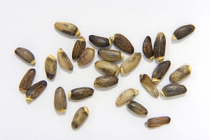 Ostropestřec mariánský