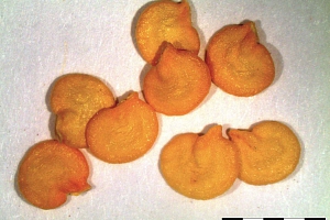 Paprika