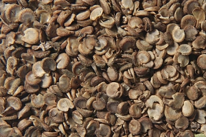 Proskurník lékařský