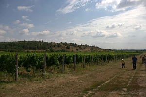 Vinohrad