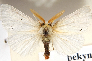 bekyně zlatořitná