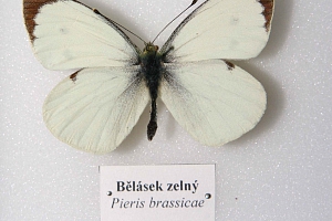 bělásek zelný