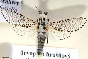 drvopleň hrušňový