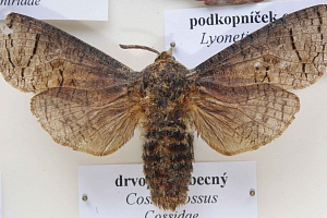 Drvopleň obecný