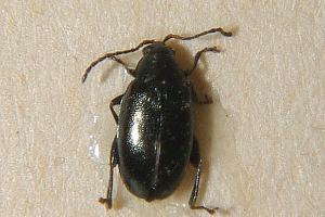 dřepčík černonohý