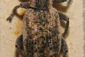 klikoroh vojtěškový