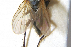 květilka všežravá