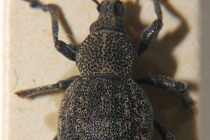 lalokonosec libečkový