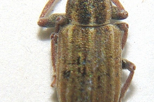 listopas čárkovaný