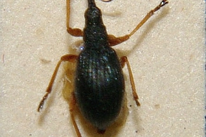 nosatčík nažloutlý