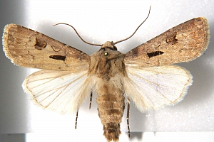 osenice výkřičníková