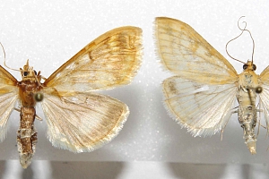 zavíječ kukuřičný